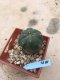 Lophophora williamsii 15 years old-grow from seed-can give flower and seed