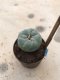 1x Lophophora williamsii 5 cm 10 years old-grow from seed-can give flower and seed