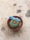 Lophophora Fricii 15 years old-grow from seed-can give flower and seed