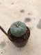 1x Lophophora williamsii 5 cm 10 years old-grow from seed-can give flower and seed