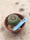 Lophophora Fricii 15 years old-grow from seed-can give flower and seed