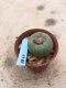 Lophophora Fricii 15 years old-grow from seed-can give flower and seed