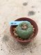 Lophophora Fricii 15 years old-grow from seed-can give flower and seed