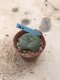 Lophophora williamsii 15 years old-grow from seed-can give flower and seed