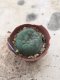 Lophophora williamsii 15 years old-grow from seed-can give flower and seed