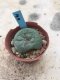 Lophophora williamsii 15 years old-grow from seed-can give flower and seed