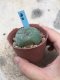 Lophophora williamsii 15 years old-grow from seed-can give flower and seed