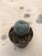 Lophophora williamsii 5 cm 7 years old-grow from seed-can give flower and seed