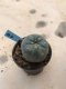 Lophophora williamsii 5 cm 7 years old-grow from seed-can give flower and seed