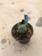 Lophophora williamsii 5 cm 7 years old-grow from seed-can give flower and seed