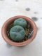 Twin Lophophora williamsii 10 years old-grow from seed-can give flower and seed