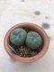 Twin Lophophora williamsii 10 years old-grow from seed-can give flower and seed