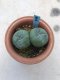Twin Lophophora williamsii 10 years old-grow from seed-can give flower and seed