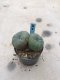 Twin Lophophora williamsii 15 years old-grow from seed-can give flower and seed