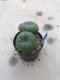 Twin Lophophora williamsii 15 years old-grow from seed-can give flower and seed