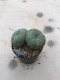 Twin Lophophora williamsii 15 years old-grow from seed-can give flower and seed