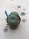 Twin Lophophora williamsii 15 years old-grow from seed-can give flower and seed