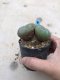 Twin Lophophora williamsii 15 years old-grow from seed-can give flower and seed