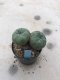 Twin Lophophora williamsii 15 years old-grow from seed-can give flower and seed