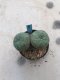 Twin Lophophora williamsii 15 years old-grow from seed-can give flower and seed