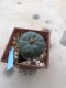 Lophophora williamsii 10 years old-grow from seed-can give flower and seed