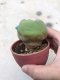 Lophophora diffusa 10 years old-grow from seed-can give flower and seed