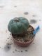 Lophophora williamsii 12 years old-grow from seed-can give flower and seed