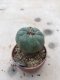 Lophophora williamsii 12 years old-grow from seed-can give flower and seed