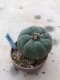 Lophophora williamsii 12 years old-grow from seed-can give flower and seed