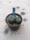 Lophophora williamsii 6 years old-grow from seed-can give flower and seed