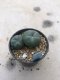 Lophophora williamsii 6 years old-grow from seed-can give flower and seed