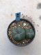 Lophophora williamsii 6 years old-grow from seed-can give flower and seed