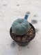 Lophophora williamsii  9 years old-grow from seed-can give flower and seed