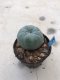 Lophophora williamsii  9 years old-grow from seed-can give flower and seed