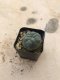 Lophophora williamsii 5 cm 7 years old-grow from seed-can give flower and seed