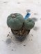 Lophophora Fricii 15 years old-grow from seed-can give flower and seed