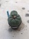 Lophophora Fricii 15 years old-grow from seed-can give flower and seed