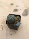 Lophophora williamsii 5 cm 7 years old-grow from seed-can give flower and seed