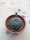 Lophophora williamsii  grow from seed-can give flower and seed