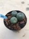 1x Lophophora williamsii 3-5 cm 7 years old-grow from seed-can give flower and seed