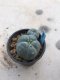 Lophophora williamsii  grow from seed-can give flower and seed