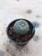 Lophophora williamsii  grow from seed-can give flower and seed(copy)