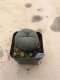 Lophophora williamsii 5 cm 7 years old-grow from seed-can give flower and seed