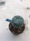 Lophophora williamsii  grow from seed-can give flower and seed