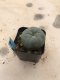 Lophophora williamsii 5 cm 7 years old-grow from seed-can give flower and seed