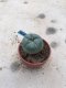 Lophophora williamsii  grow from seed-can give flower and seed