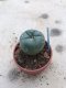 Lophophora williamsii  grow from seed-can give flower and seed