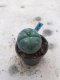 Lophophora williamsii grow from seed-can give flower and seed