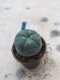 Lophophora williamsii grow from seed-can give flower and seed