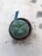 Lophophora williamsii grow from seed-can give flower and seed